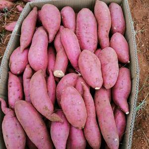 山东红薯大量批发，品种有红香蕉，来福，苏八，烟暑25－2...
