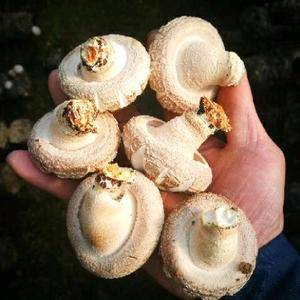 河南洛阳优质香菇，山泉水种植，高含氧量区域生长，肉厚口感...