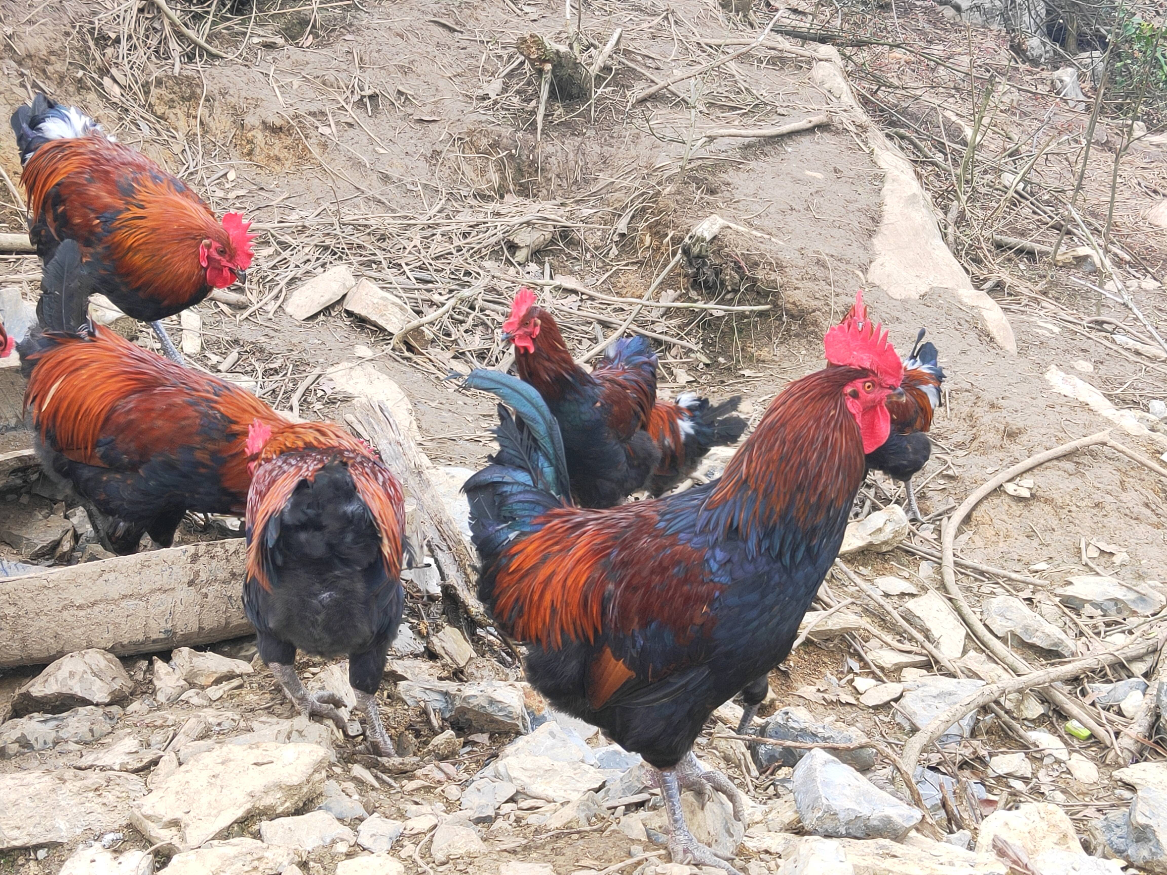 正宗散养瑶山鸡（公鸡），传统养殖，每只5斤左右