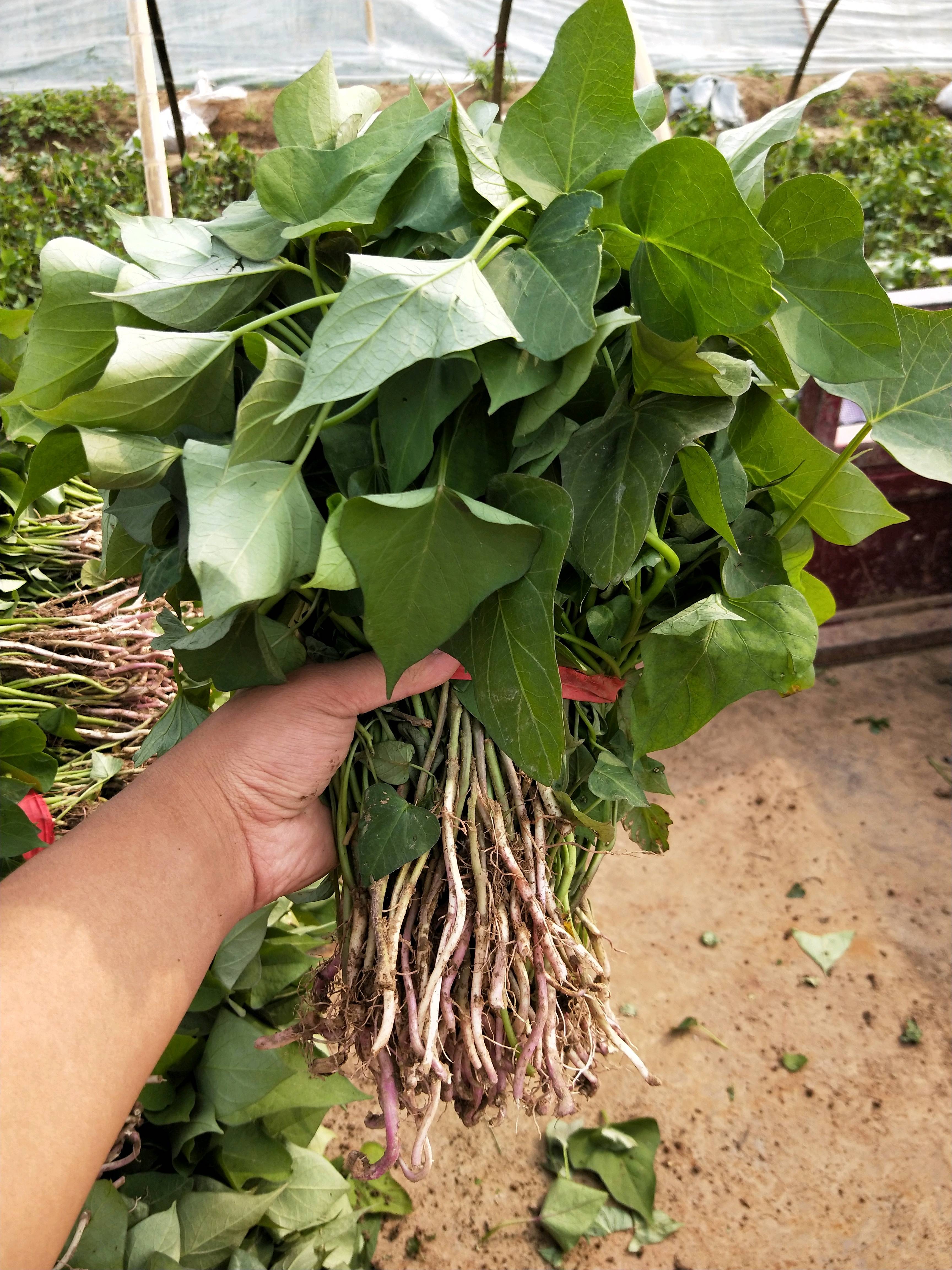 ”ムカゴから育てた紫山芋…収穫しました” | 癒し草のブログ