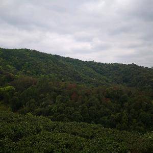 河源绿茶，自己家种植四亩山地，新茶树今年开始丰产，欢迎商...