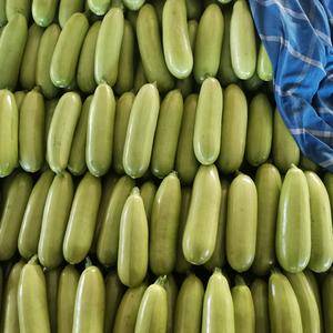 聊城产地绿皮西葫芦大量供货，颜色绿瓜条长。
