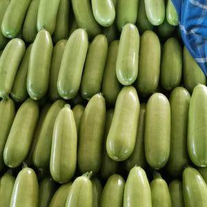 聊城产地绿皮西葫芦大量供货，颜色绿瓜条长。