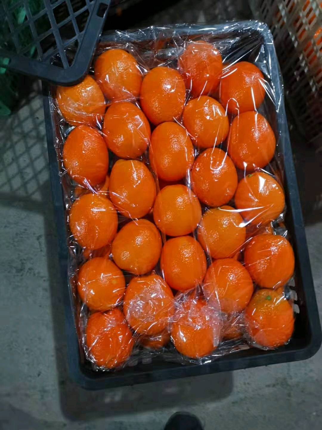 秭归脐橙产地直销，现有伦晚，中华红，纽荷尔，夏橙，欢迎全国各地前来采购。