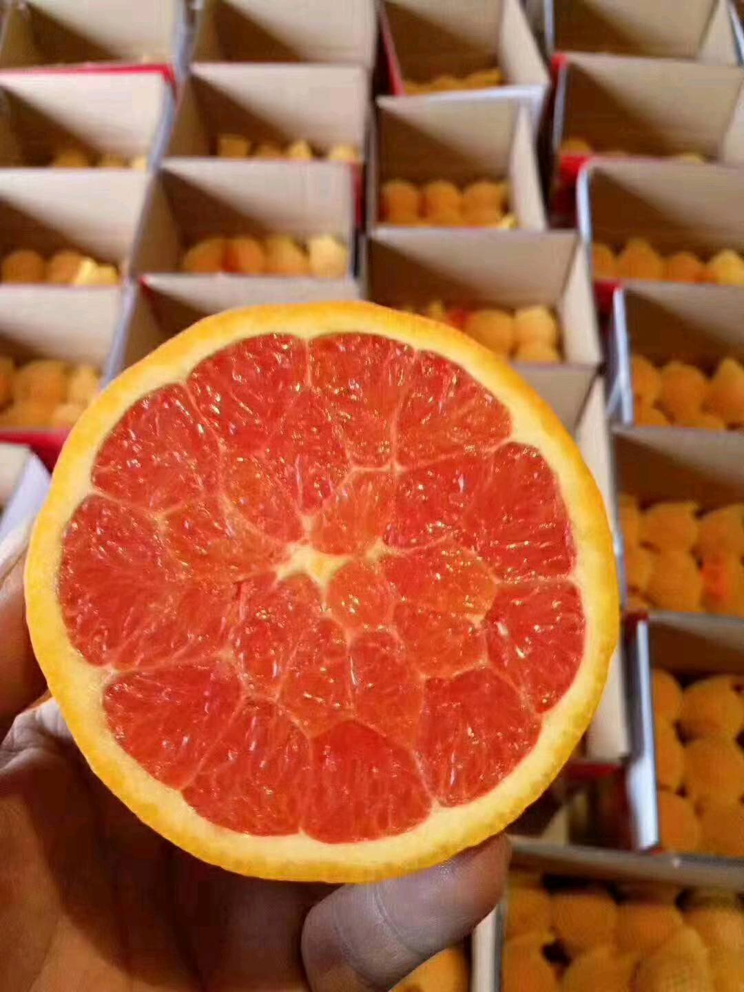中华红血橙大量上市，农户一手货