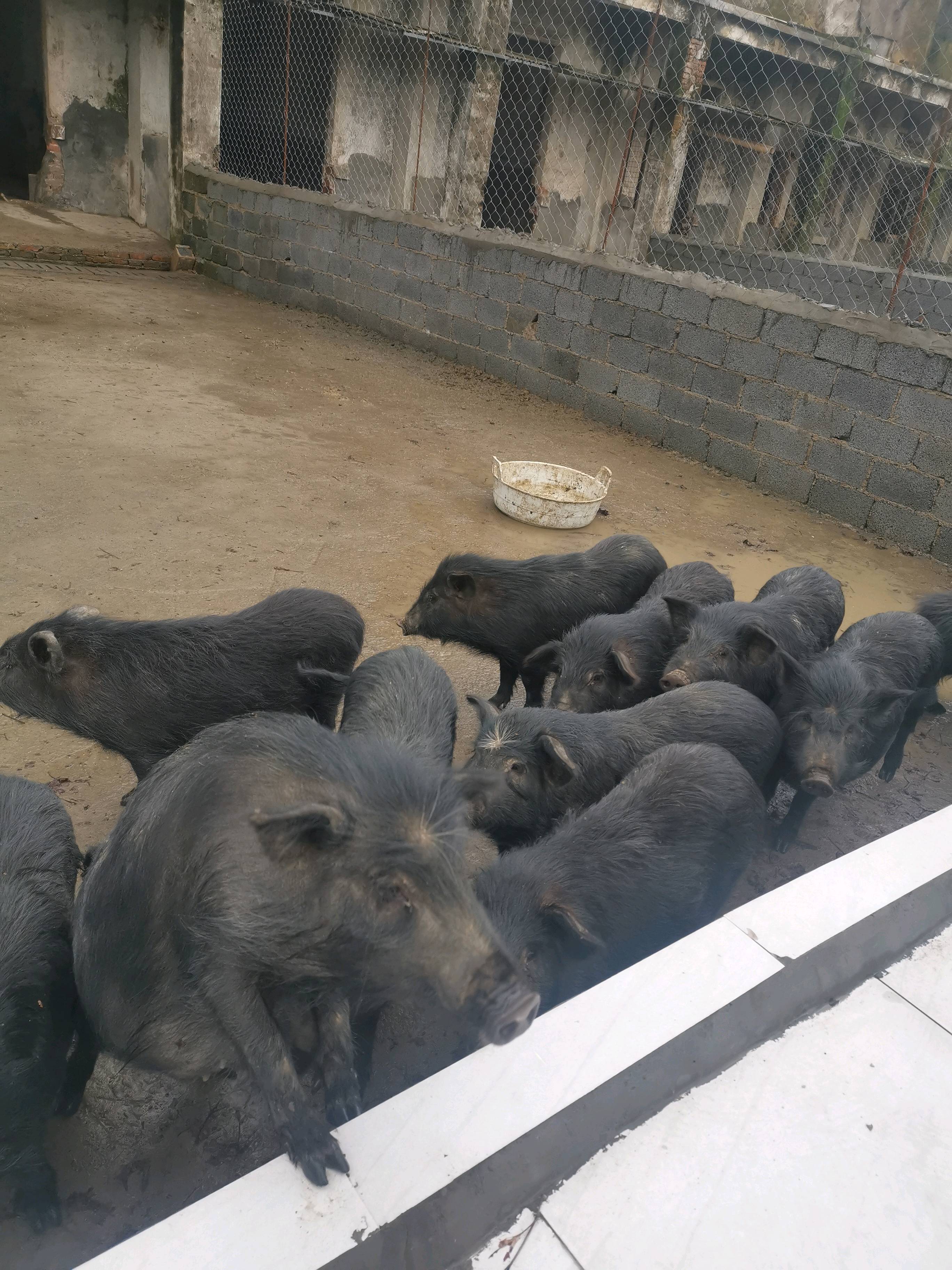 湖南永州600头藏香猪养殖基地稳定供应藏香猪种猪.