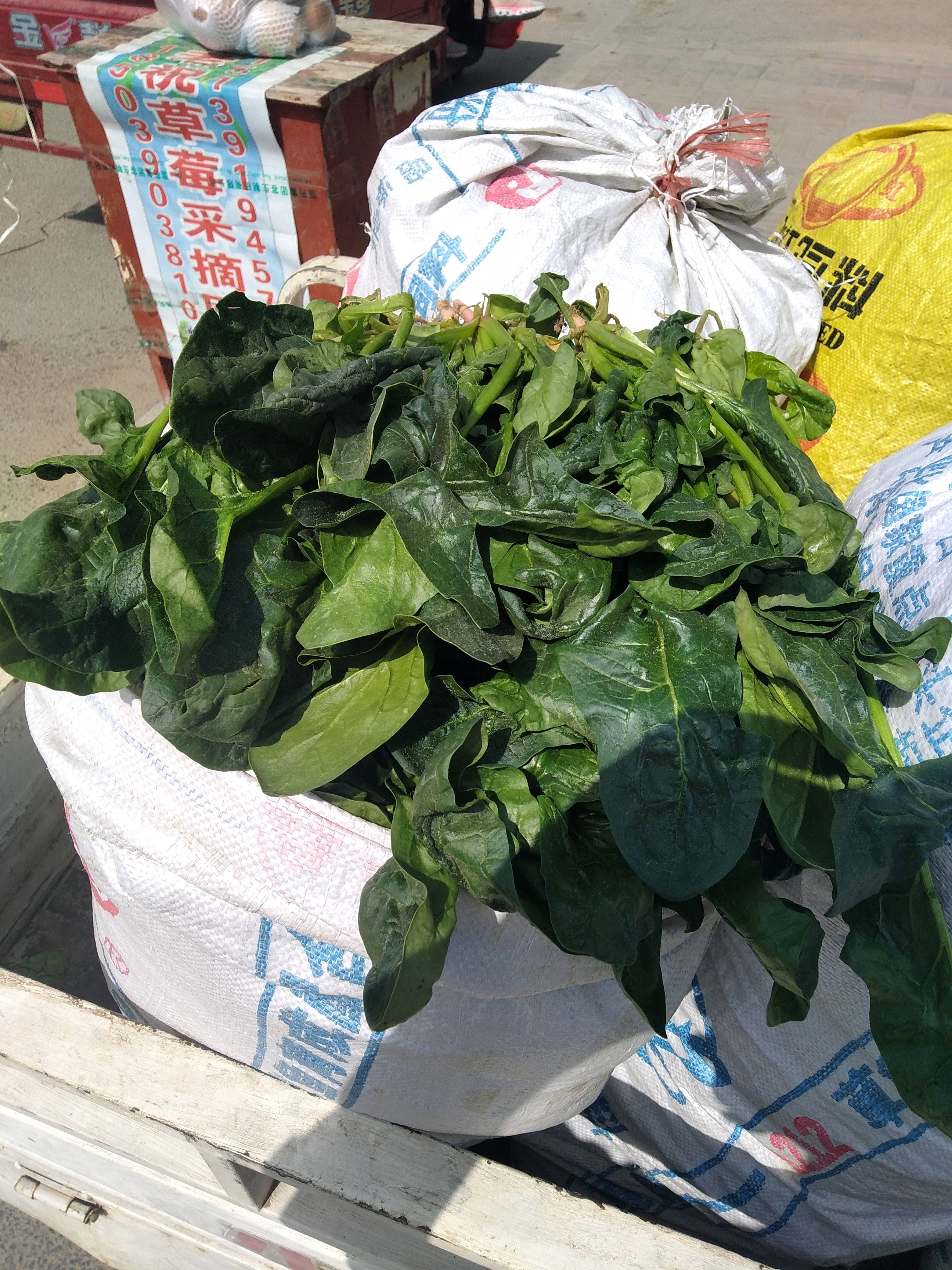 本人是河南省武陟县的，有三亩半20-30厘米好菠菜，我啥也不管，净得1000元，有意思的联系18539199428.0391-8308635。