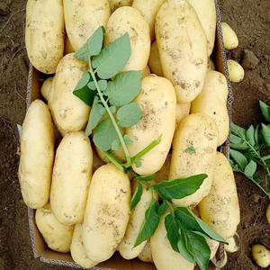 山东滕州春季土豆即将大量上市，诚信经营，实际代办，为各位...