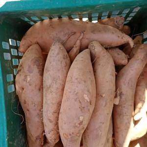 山东红薯大量供应【红香蕉 香港红 紫薯  26 
21...
