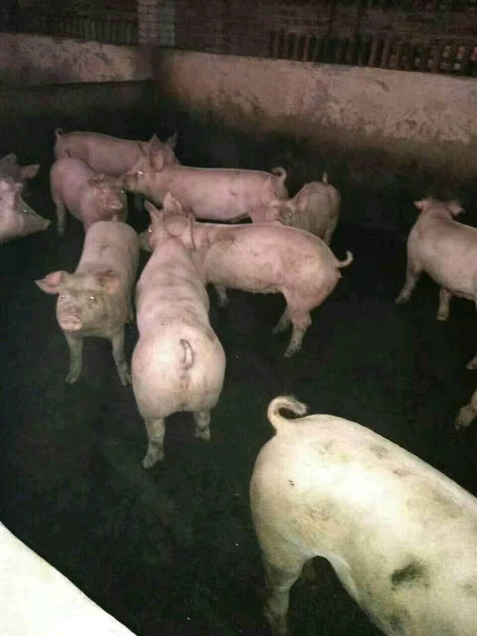15265199952苏太湖原种母猪，二元杂交母猪，品种...