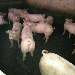 15265199952苏太湖原种母猪，二元杂交母猪，品种...