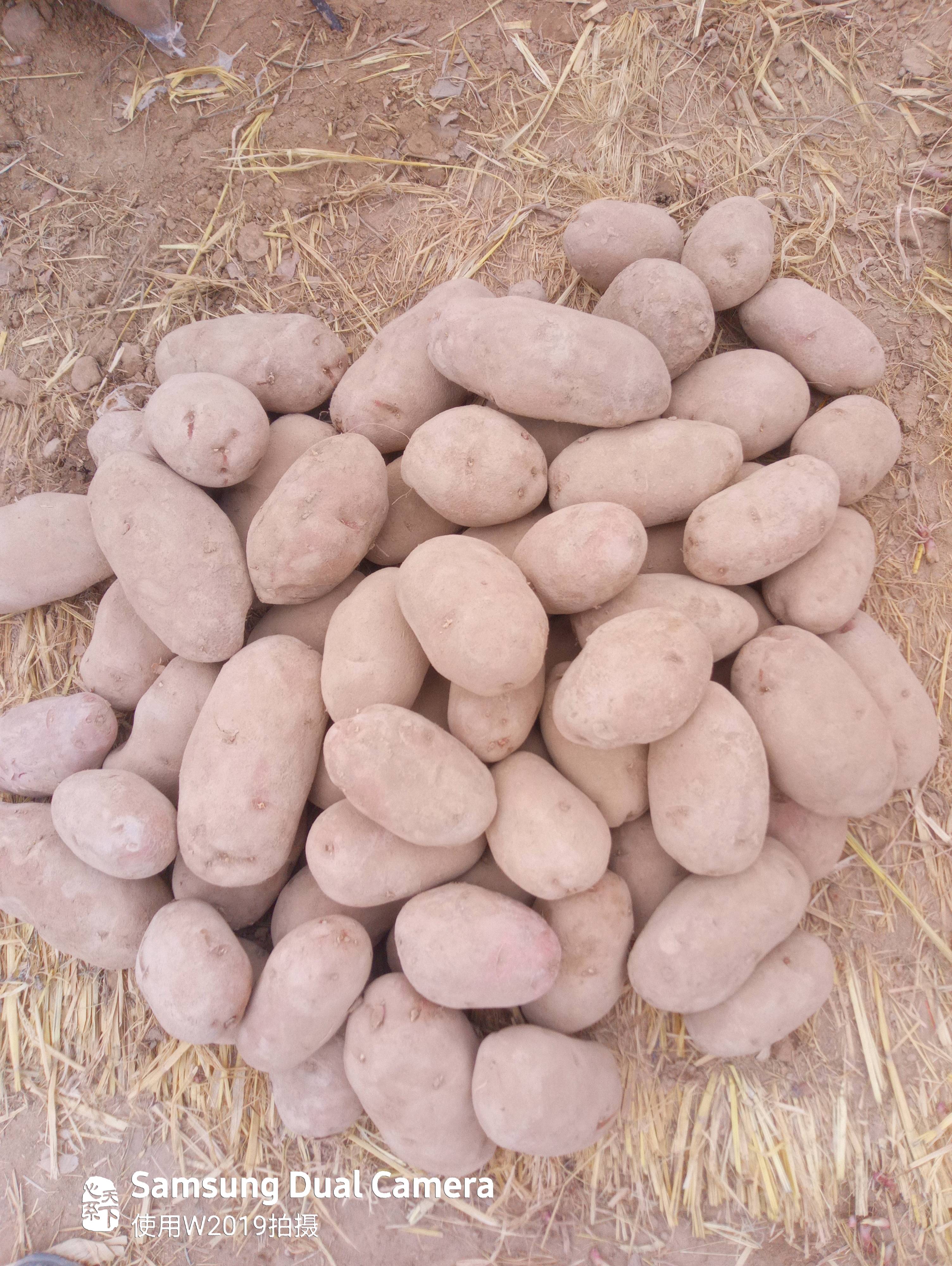 宁夏西吉，精品青薯九号土豆，
常年供应，保质保量。