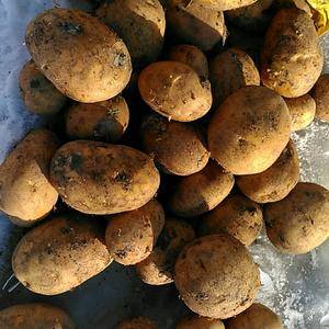 牡丹江宁安地区尤金885土豆，市场认可的品种，发往全国各...
