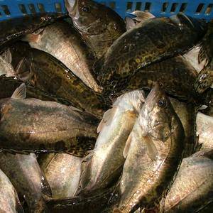 山泉水养殖的桂花鱼，现有8万斤到10万斤出售，肉质鲜美，...