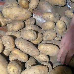 土豆，荷兰十五土豆，3两以上翻包货，精品，黄沙土地种植，...
