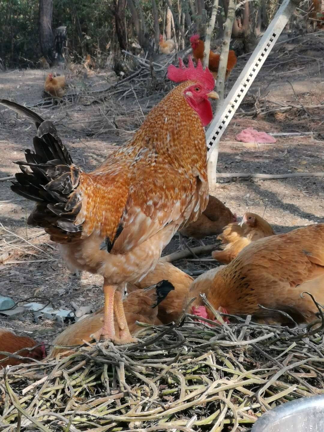 老母鸡散养土鸡（公/母）养殖时间7月以上
只有古法养殖...