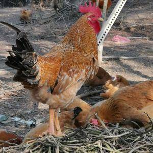 老母鸡散养土鸡（公/母）养殖时间7月以上
只有古法养殖...