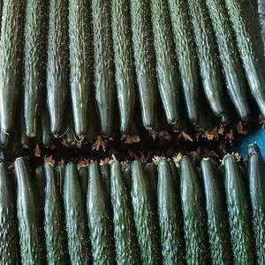 中国最大黄瓜产地直销全国各地，密刺干花条形直颜色深