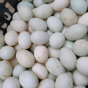 清水河土鸭蛋天然正宗、健康壮实，蛋黄大且黄、蛋白清晰、浓...