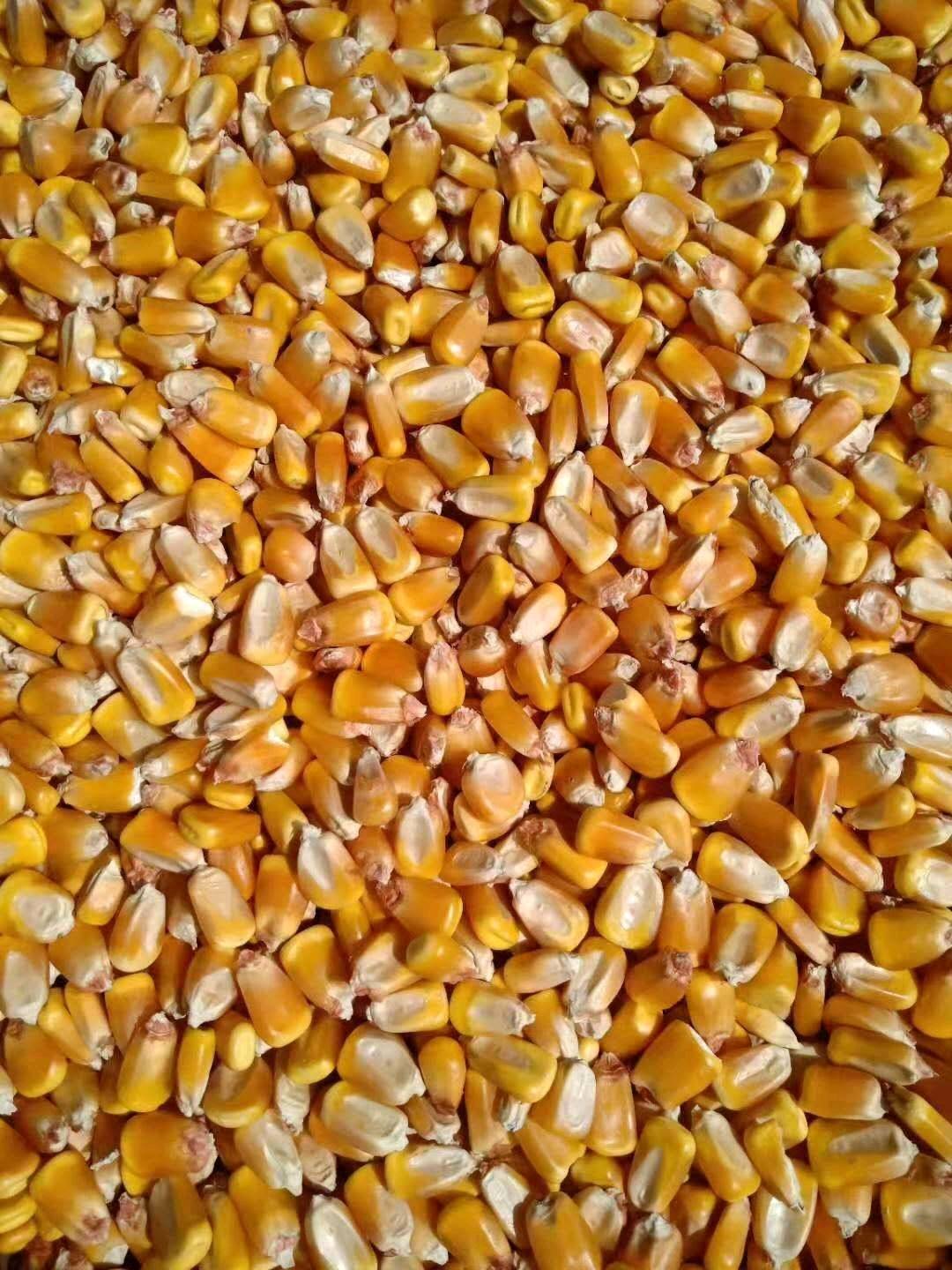 玉米出售，本合作社常年出售干玉米，高粱等，有自然干，烘干粮等，要的联系15834272128范，电话微同号