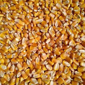 玉米出售，本合作社常年出售干玉米，高粱等，有自然干，烘干...