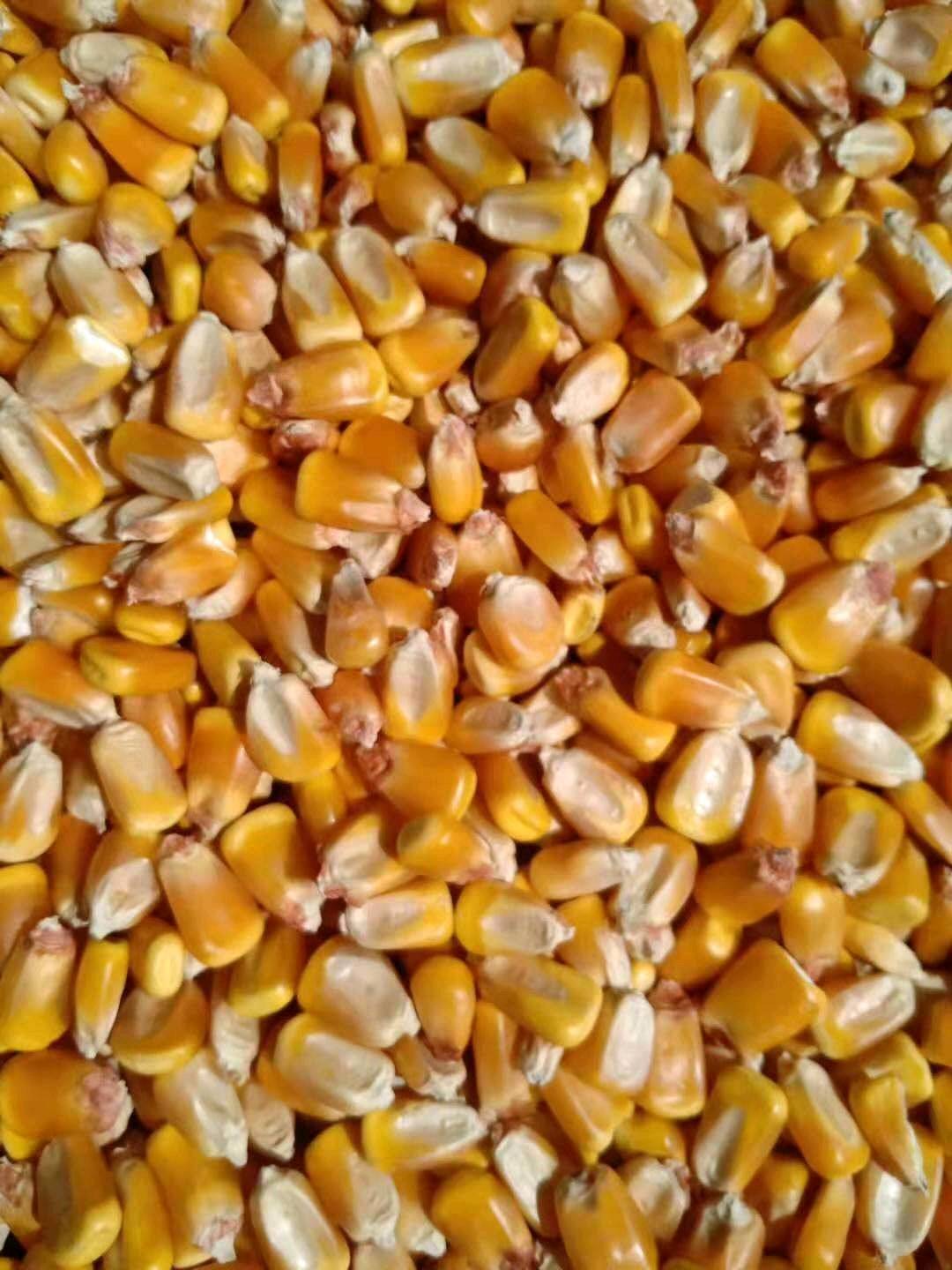 玉米出售，本合作社常年出售干玉米，高粱等，有自然干，烘干粮等，要的联系15834272128范，电话微同号