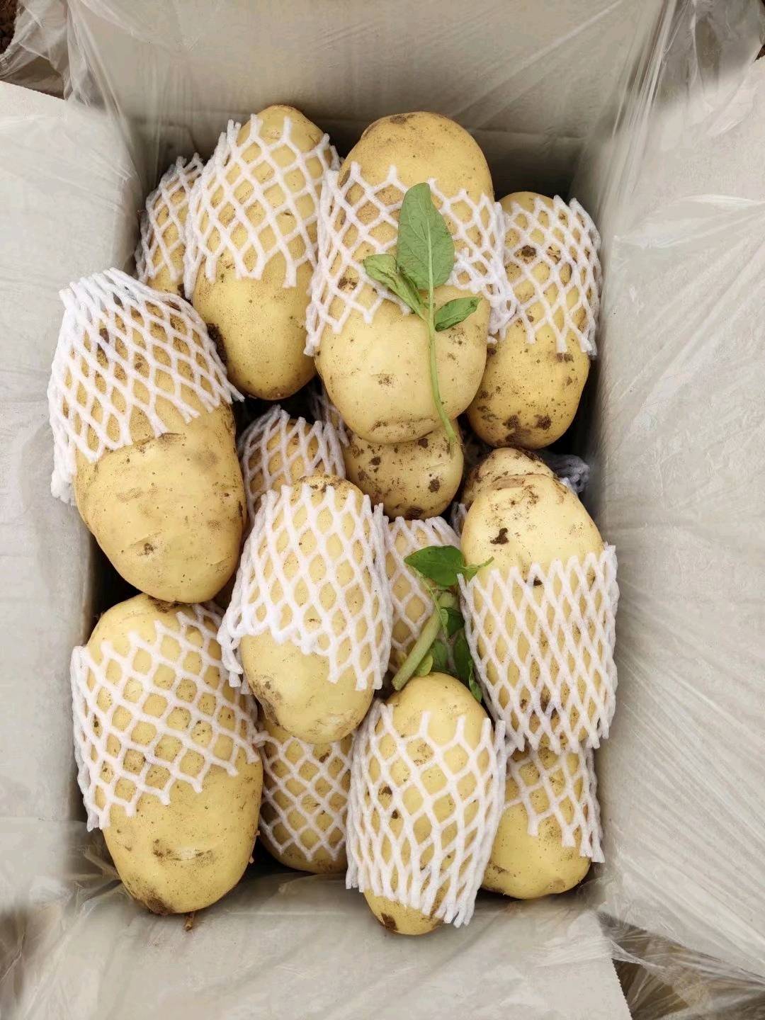 山东肥城土豆产区的荷兰十五土豆大量上市供应中，春季...