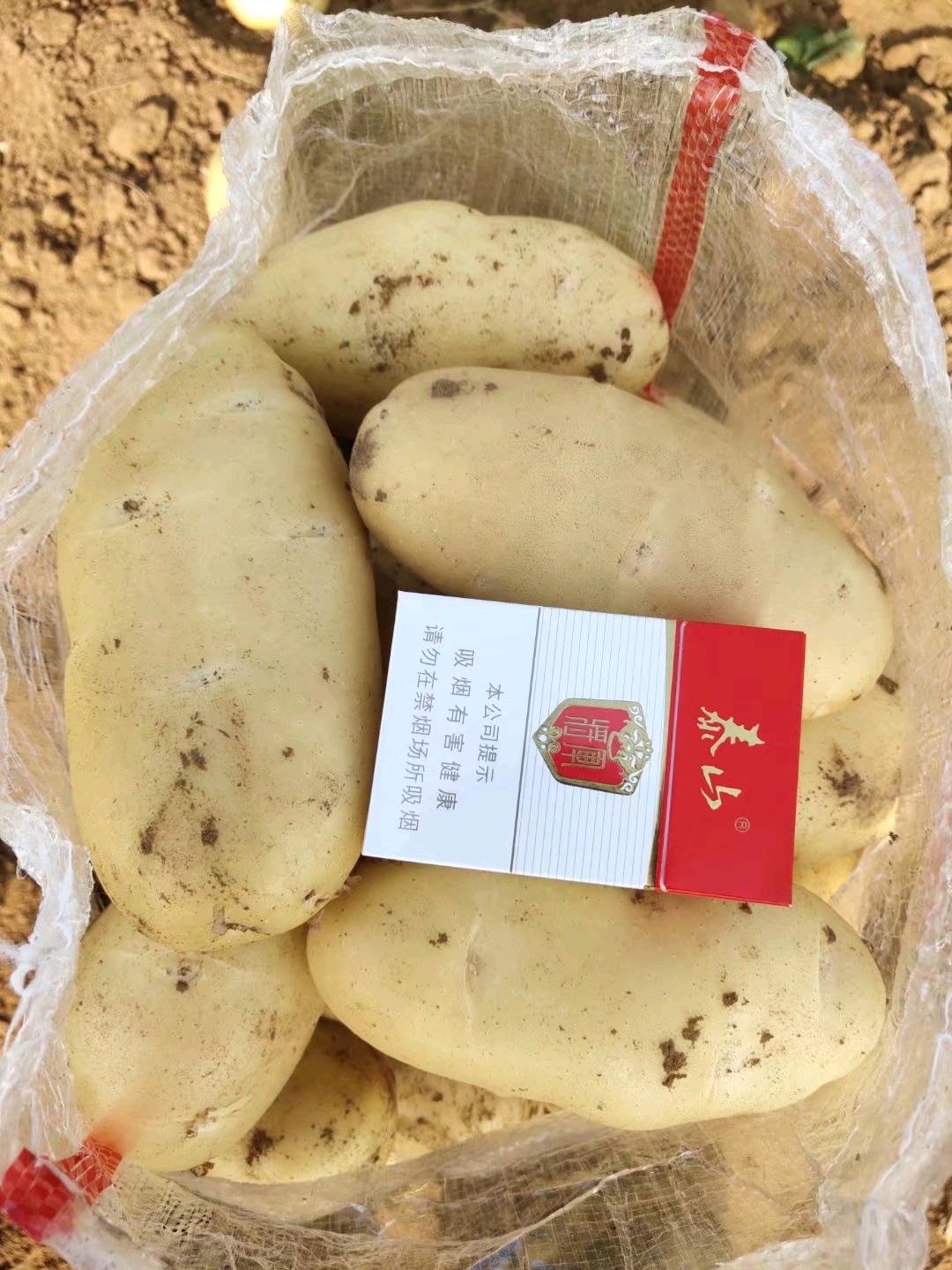 山东肥城土豆产区的荷兰十五土豆大量上市供应中，春季...