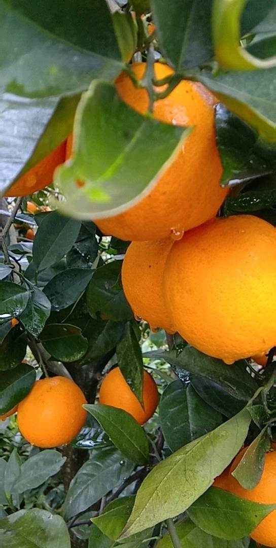 优质夏橙，产地直供，果园看货选购，欢迎定购