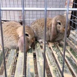 比利时兔出售，纯种比利时兔，种兔养殖，大型种兔养殖场，包...