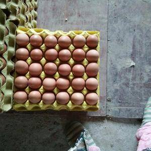 养殖场每天供应大码红蛋
