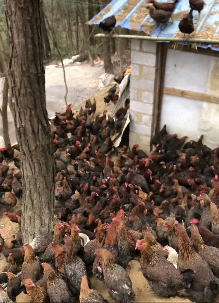 贵州黔南平塘县有大概600只土公鸡出售，林下散养。联系电...