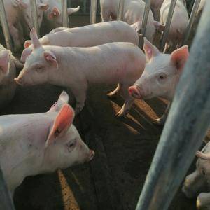 规模猪场出售30-160斤法系长白，大白，二元母猪
可...