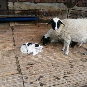 自家养殖的杜波绵羊欢迎视频选购！