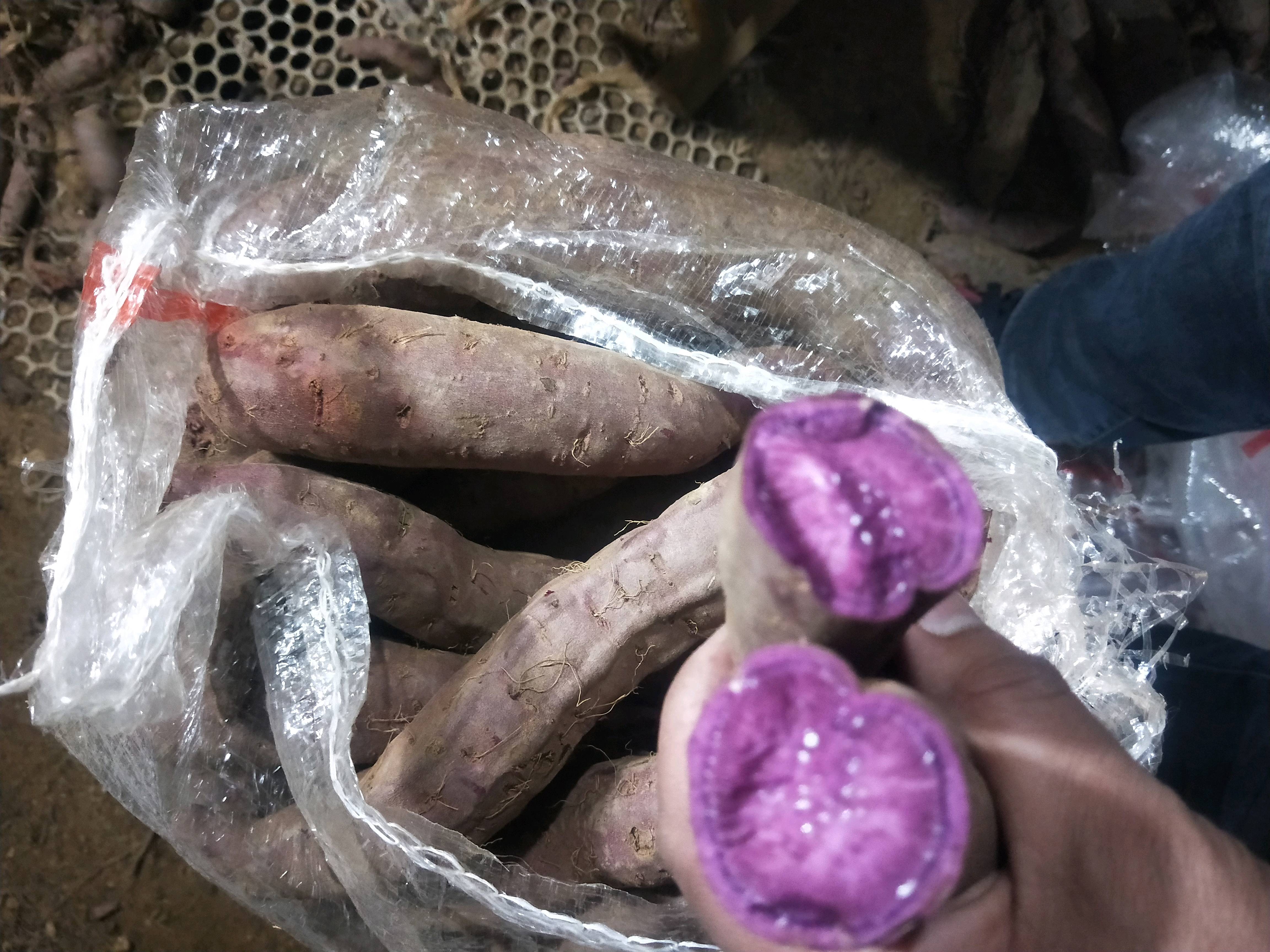 山东优质紫薯产地直销电话15265199952货源充足常年供应质量保证价格便宜