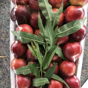 山东暖棚油桃已大量上市。品种全