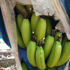 出售香蕉，巴西，粉焦，皇帝，物美价廉，可代发吨位级货量，...