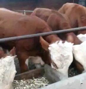西门塔尔品种牛，电话，13513501612，有小二岁，大二岁的繁殖母牛，欢迎老板前来考察，微信同号