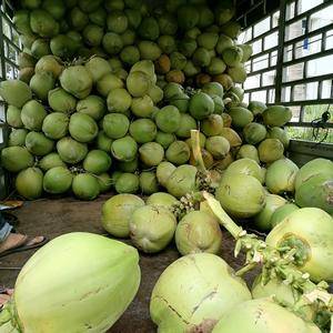 海南椰子，厂家长期直销，货源稳定！