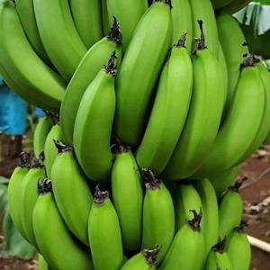出售香蕉，巴西，粉焦，皇帝，可代发吨位级货量，物美价廉，...