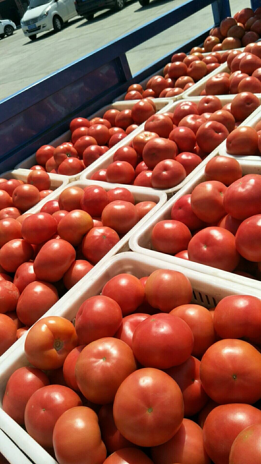 硬粉西红柿大量下货。