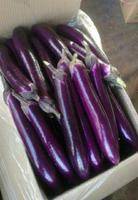 紫长茄