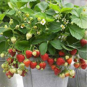 单石草莓是全国赫赫有名的草莓品牌，东港市单石草莓专业合作社成立于2011年11月8日，最早种植草莓源于1998年，至今已有20多年的经验，拥有400余亩的草莓苗