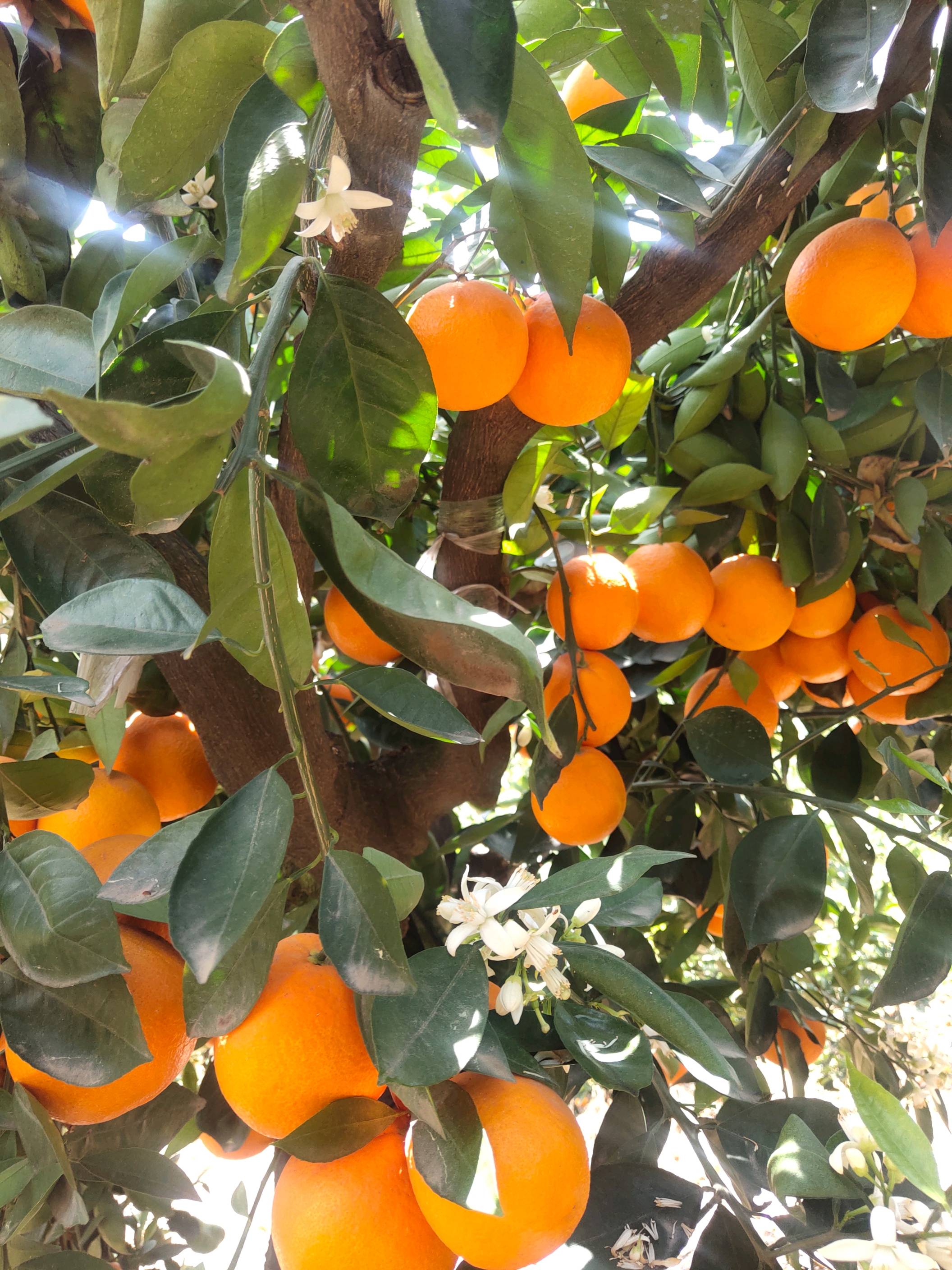 伦晚春橙产地直销，挂树鲜果，农户一线交易