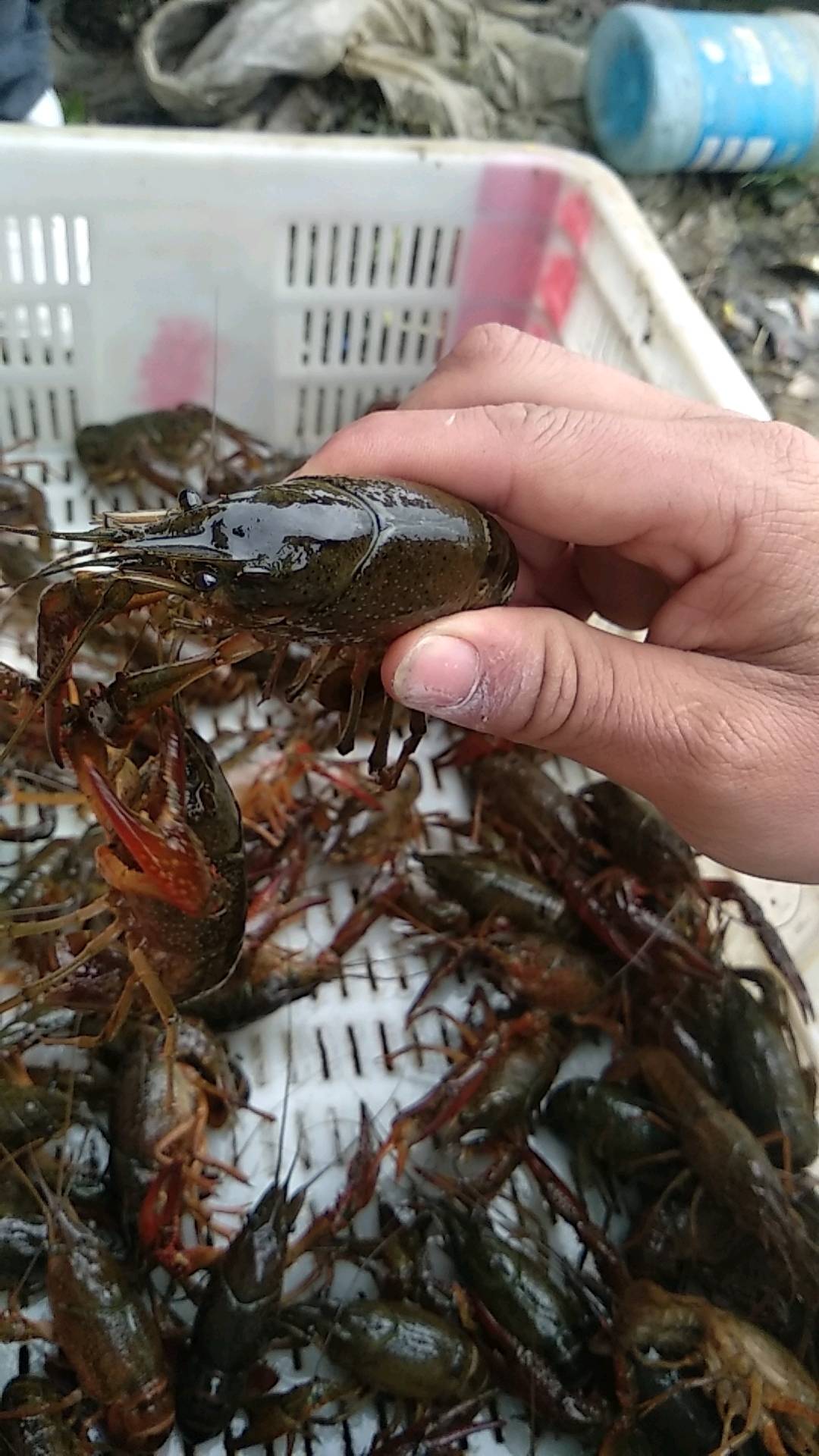 小龙虾大量供应，小龙虾虾苗，干净饱满，清水虾，青虾，量大...