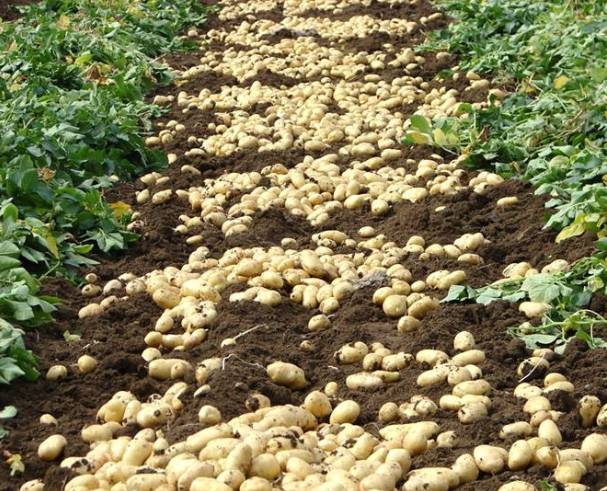 土豆为原产地直销，信息真实有效，现为预售期，上市时间为六月底。希望我们有合作的机会。
