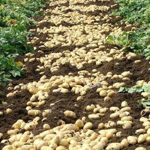 土豆为原产地直销，信息真实有效，现为预售期，上市时间为六...