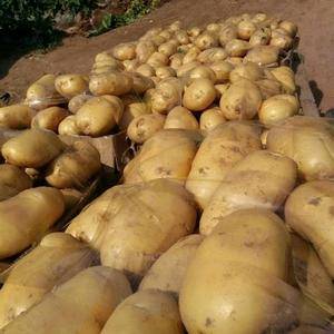 提供大量各种规格的滕州土豆，可实地看货，然后再做决定。产...