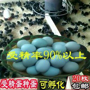 五黑鸡受精蛋种蛋可孵化绿壳受精卵纯种五黑一绿壳乌骨鸡孵化