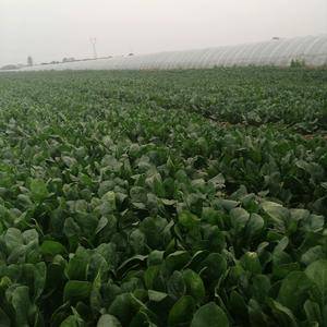 50亩绿色无公害日本圆叶菠菜，有需要者联系1876577...